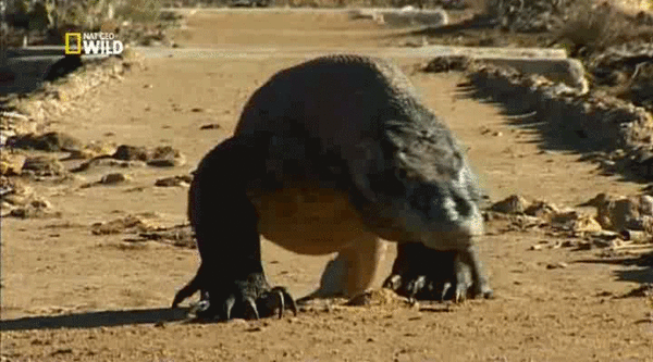 Gifs Animaux Divers Page 3 gifs-animaux-divers-page-3